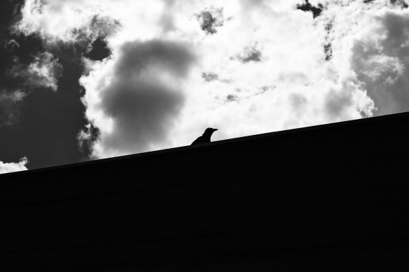 333-365-The-Crow-333-365-small